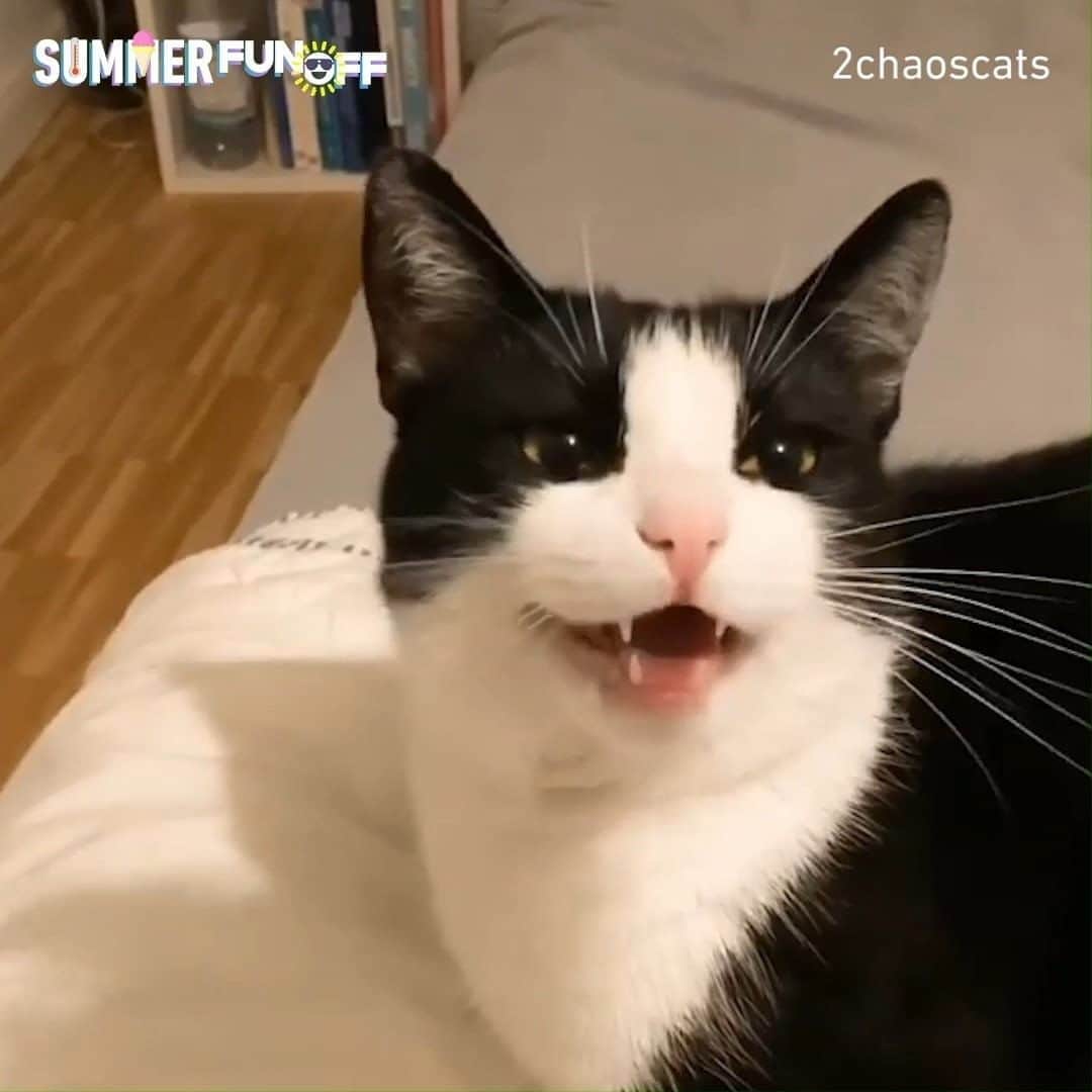 のインスタグラム：「🔈When you switch meows for other animal sounds Thanks @2chaoscats for the #summerfunoff submission! Submit your videos to funoff.com for a chance to win US$1,000 and get featured! - #meowed」
