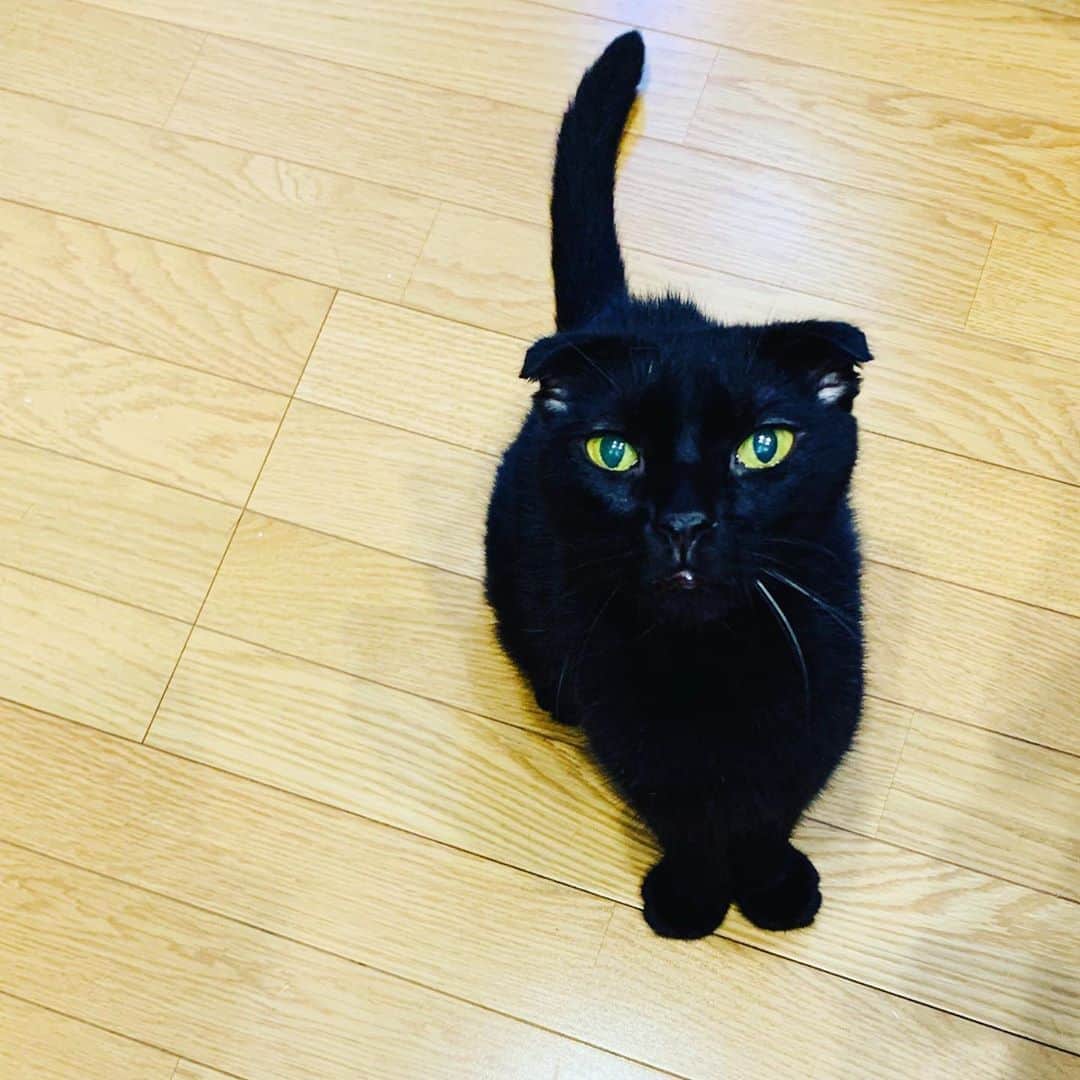 のインスタグラム：「虎ちゃんちょっと調子良くなくて病院に来ております😿  #虎じろう #虎 #猫 #スコティッシュホールド #12才」