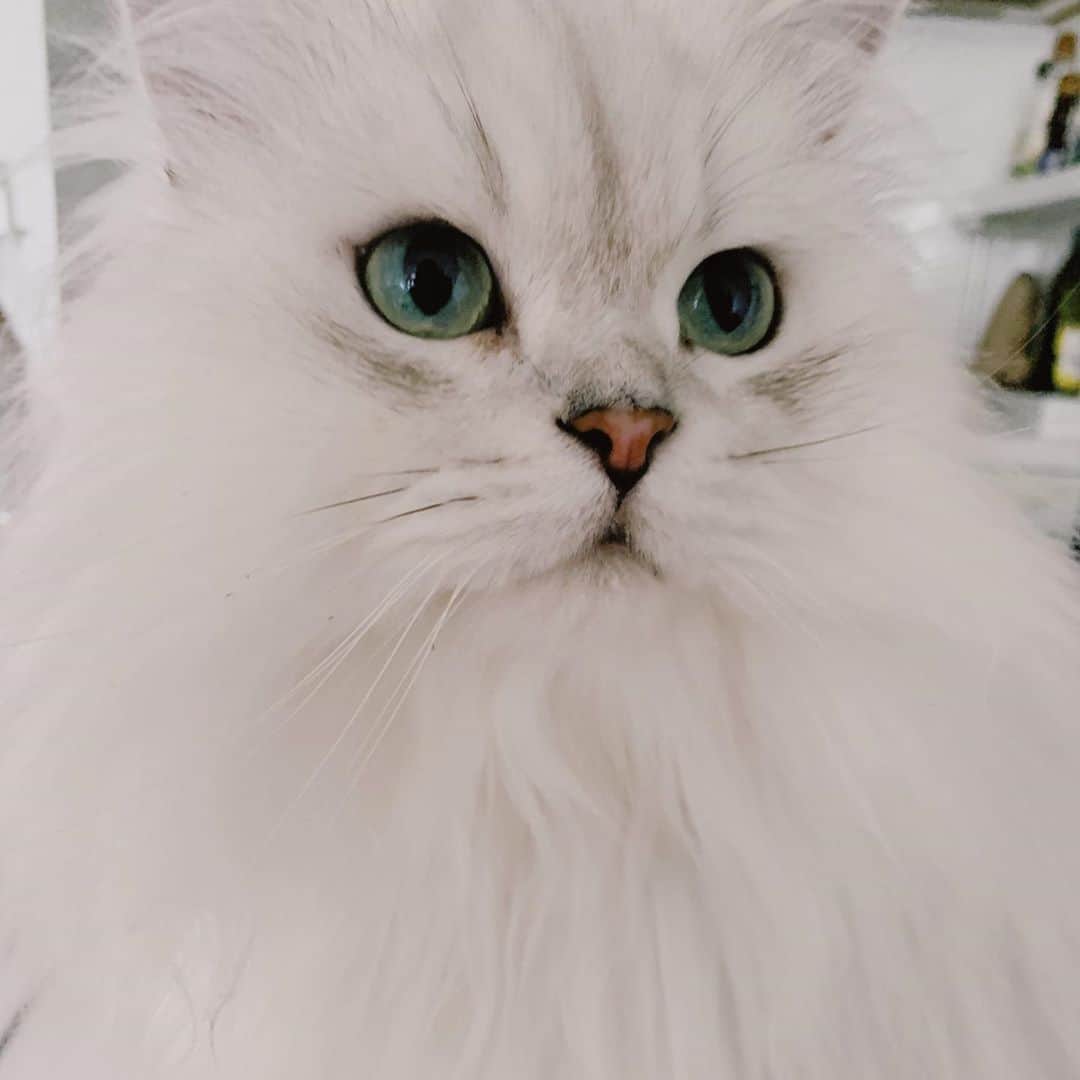 후추네큰언니のインスタグラム：「💕 사진첩보다 이뿨서 💕 . . . . . #후추  #고양이  #냥스타그램 #캣스타그램  #Hoochu #Hoochuthecat #cat #cats #catstagram #catsofinstagram #topcatphoto #bestmeow #ilovecat #cute #fluffy #petstagram #instacats」