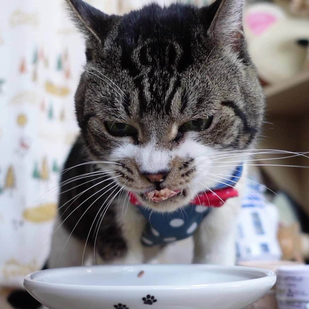 ネコのリキさんのインスタグラム写真 - (ネコのリキInstagram)「たま伝を食べるリキちゃん。 食いつき方が違いますw 今日の動画で見てみてねー  #たまの伝説 #リキちゃん #猫写真 #キジトラ #キジ猫 #キジ白 #猫のリキちゃん #リキちゃんねる #猫 #ねこ #ねこ部 #にゃんすたぐらむ #にゃんこ #にゃんだふるライフ #ふわもこ部 #ネコ #ねこのいる生活 #YouTubeで毎日動画配信中 #リキちゃんねるで検索してね #catstagram #catstagram_japan #petstagram #instacat #meow #catoftheday #ilovemycat #ねこのきもち」8月28日 14時24分 - rikichan_mickey