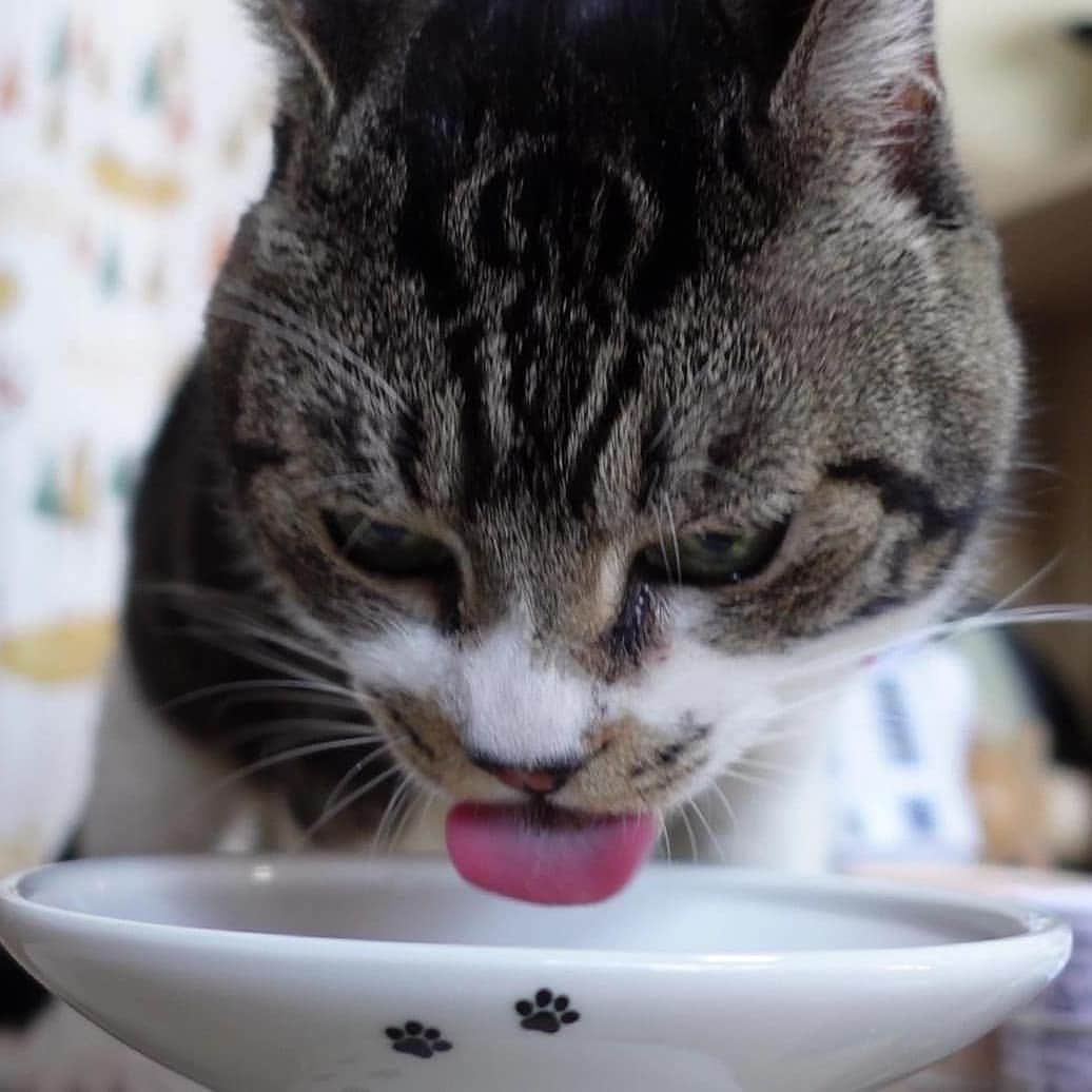 ネコのリキさんのインスタグラム写真 - (ネコのリキInstagram)「たま伝を食べるリキちゃん。 食いつき方が違いますw 今日の動画で見てみてねー  #たまの伝説 #リキちゃん #猫写真 #キジトラ #キジ猫 #キジ白 #猫のリキちゃん #リキちゃんねる #猫 #ねこ #ねこ部 #にゃんすたぐらむ #にゃんこ #にゃんだふるライフ #ふわもこ部 #ネコ #ねこのいる生活 #YouTubeで毎日動画配信中 #リキちゃんねるで検索してね #catstagram #catstagram_japan #petstagram #instacat #meow #catoftheday #ilovemycat #ねこのきもち」8月28日 14時24分 - rikichan_mickey