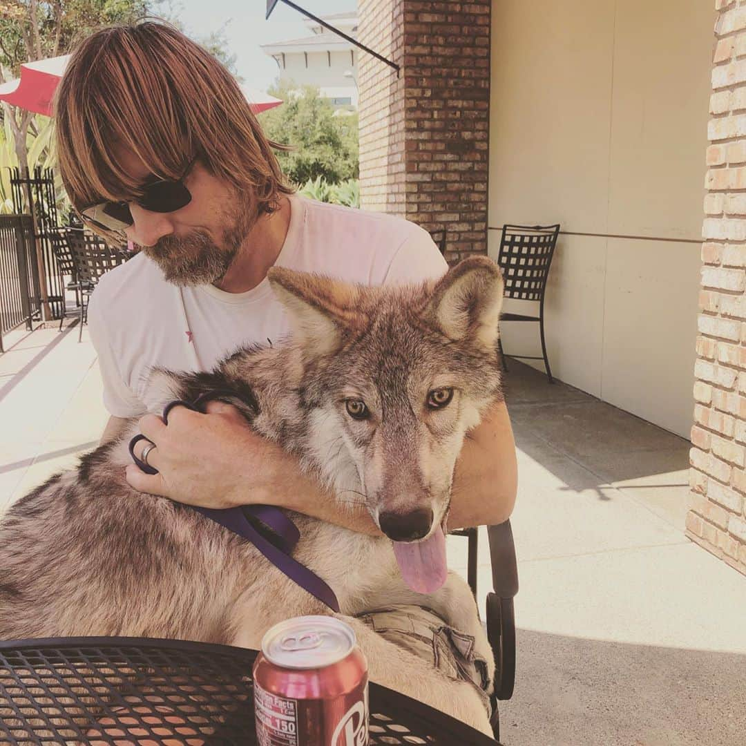 Rylaiさんのインスタグラム写真 - (RylaiInstagram)「Growing up Lucan: lunch date.  . Lucan is teething and he is not  a happy boy right now. His large carnassial teeth are coming in and we can tell that it is painful!  We took him to lunch today as a special treat. Unfortunately, it took over 1/2 hour to get our food at @lunagrill - which is becoming a pattern with this location...so poor Lucan had to wait way too long to get his chicken today.  . We will have to find another place to take him next week....  . Any suggestions?  . We added a couple new encounter openings.... Sept 12 is now available!!  . We are also looking for volunteers for the following needs: 1) Educational programs  2) Handlers 3) Help building the training room . . #lucan #wolfdog #wolfambassador #wolves #wolf #wolfpack #greywolf #conservation #dogfriendly #lunch #chicken #wolffriendly #support #nonprofit #canidconservation #animalwelfare #animals #sandiego #northcounty #julian」8月28日 5時39分 - jabcecc