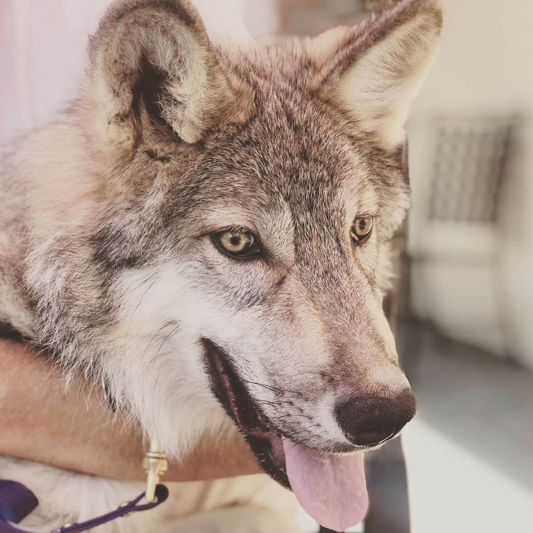 Rylaiさんのインスタグラム写真 - (RylaiInstagram)「Growing up Lucan: lunch date.  . Lucan is teething and he is not  a happy boy right now. His large carnassial teeth are coming in and we can tell that it is painful!  We took him to lunch today as a special treat. Unfortunately, it took over 1/2 hour to get our food at @lunagrill - which is becoming a pattern with this location...so poor Lucan had to wait way too long to get his chicken today.  . We will have to find another place to take him next week....  . Any suggestions?  . We added a couple new encounter openings.... Sept 12 is now available!!  . We are also looking for volunteers for the following needs: 1) Educational programs  2) Handlers 3) Help building the training room . . #lucan #wolfdog #wolfambassador #wolves #wolf #wolfpack #greywolf #conservation #dogfriendly #lunch #chicken #wolffriendly #support #nonprofit #canidconservation #animalwelfare #animals #sandiego #northcounty #julian」8月28日 5時39分 - jabcecc