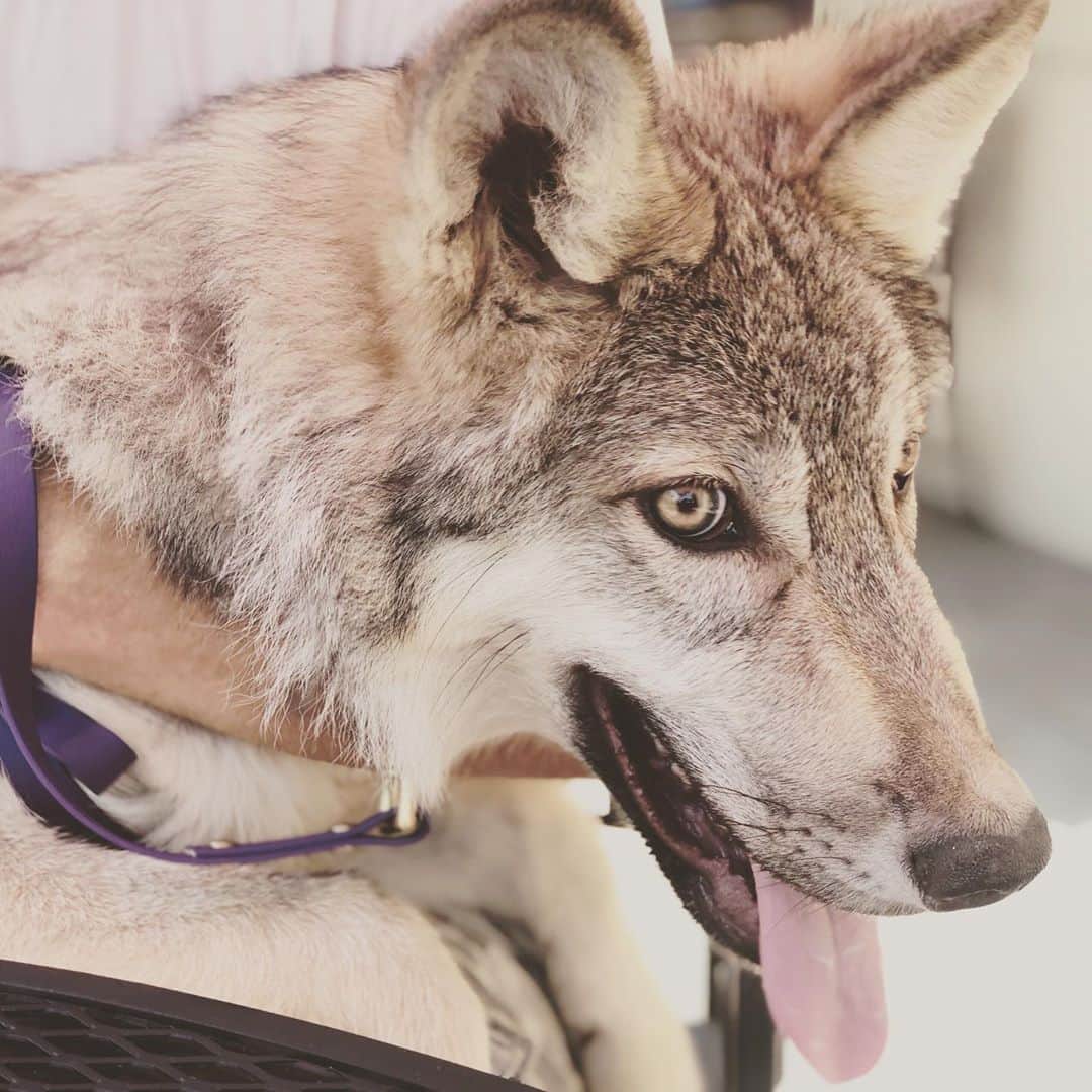 のインスタグラム：「Growing up Lucan: lunch date.  . Lucan is teething and he is not  a happy boy right now. His large carnassial teeth are coming in and we can tell that it is painful!  We took him to lunch today as a special treat. Unfortunately, it took over 1/2 hour to get our food at @lunagrill - which is becoming a pattern with this location...so poor Lucan had to wait way too long to get his chicken today.  . We will have to find another place to take him next week....  . Any suggestions?  . We added a couple new encounter openings.... Sept 12 is now available!!  . We are also looking for volunteers for the following needs: 1) Educational programs  2) Handlers 3) Help building the training room . . #lucan #wolfdog #wolfambassador #wolves #wolf #wolfpack #greywolf #conservation #dogfriendly #lunch #chicken #wolffriendly #support #nonprofit #canidconservation #animalwelfare #animals #sandiego #northcounty #julian」