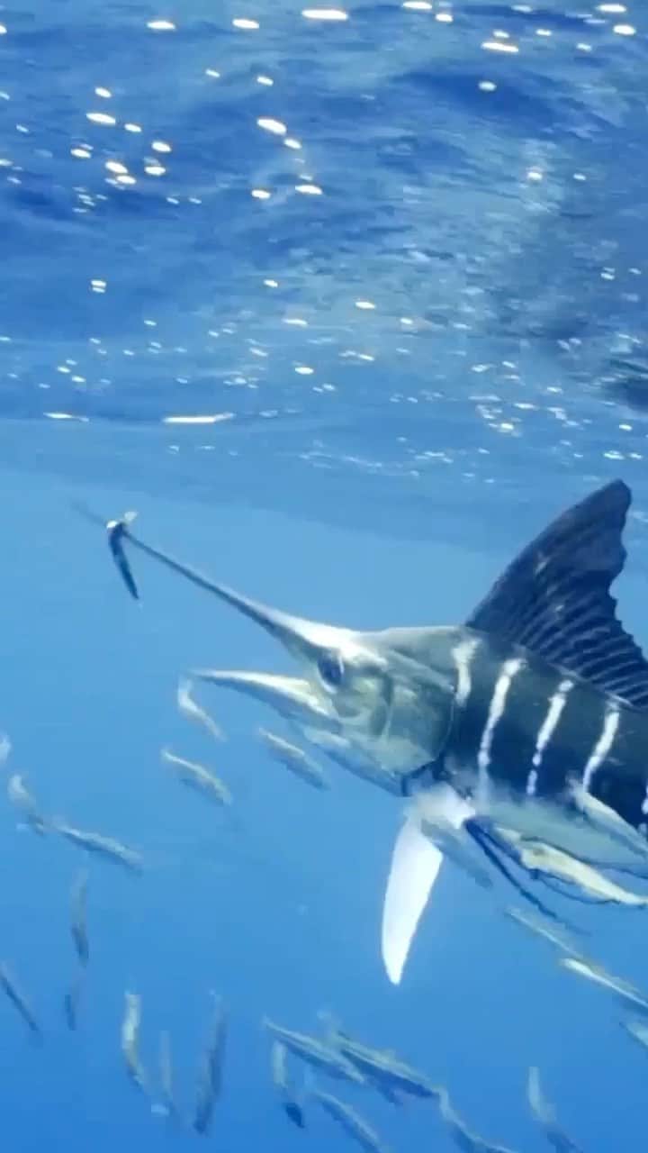 Costa Sunglassesのインスタグラム：「#BringTheWaterHome with the virtual release of the @flyfishingfilmtour featuring Costa Pros @flippallot, @blanechocklettfishing, @aussieflyfisher and @captjackproductions. Tune in tonight at the link in our bio. #SeeWhatsOutThere #BornOnTheWater」