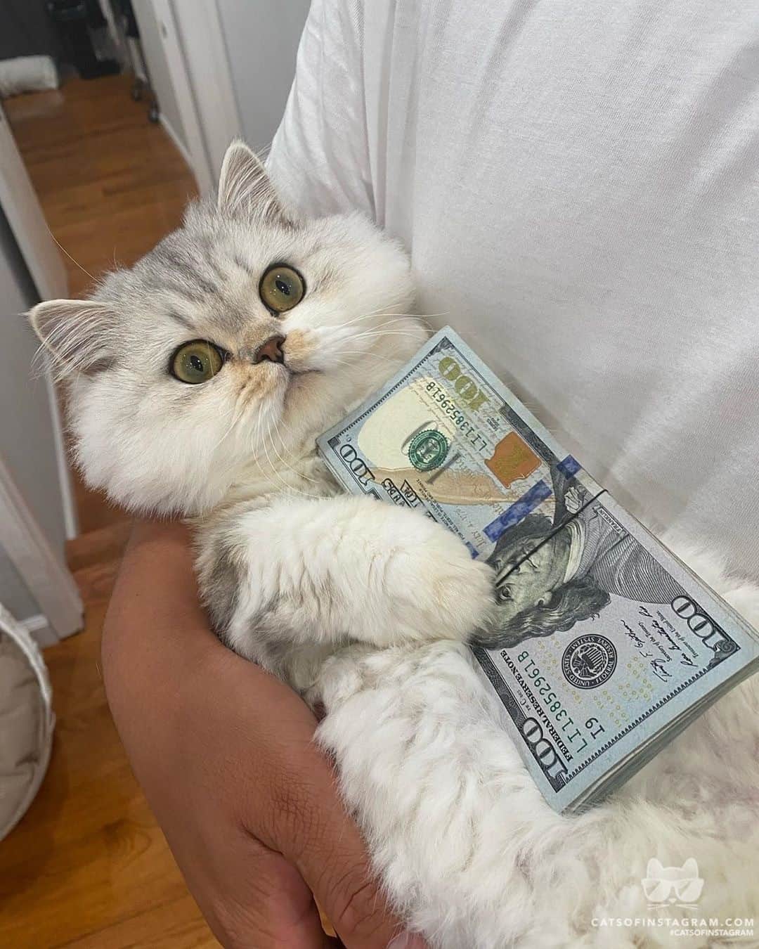 Cats of Instagramさんのインスタグラム写真 - (Cats of InstagramInstagram)「From @puffdaddythemunchkin: “When you work hard for you money then you realize you gotta pay for the bills... 😹” #catsofinstagram」8月28日 5時40分 - cats_of_instagram