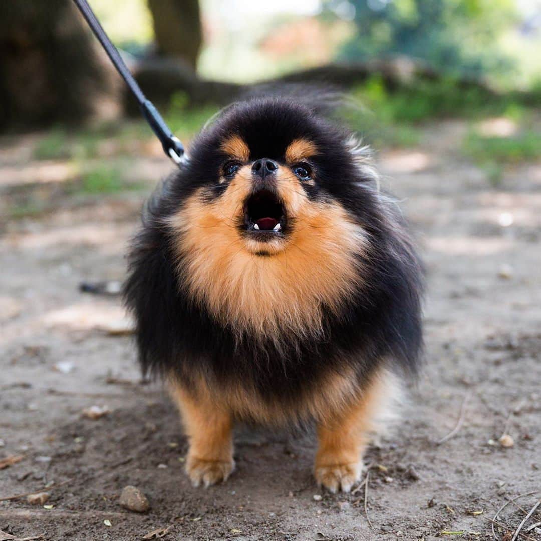 The Dogistさんのインスタグラム写真 - (The DogistInstagram)「Tosha, Pomeranian (16 m/o), Fort Greene Park, Brooklyn, NY • “She likes cheese. Any cheese is good.”」8月28日 6時31分 - thedogist