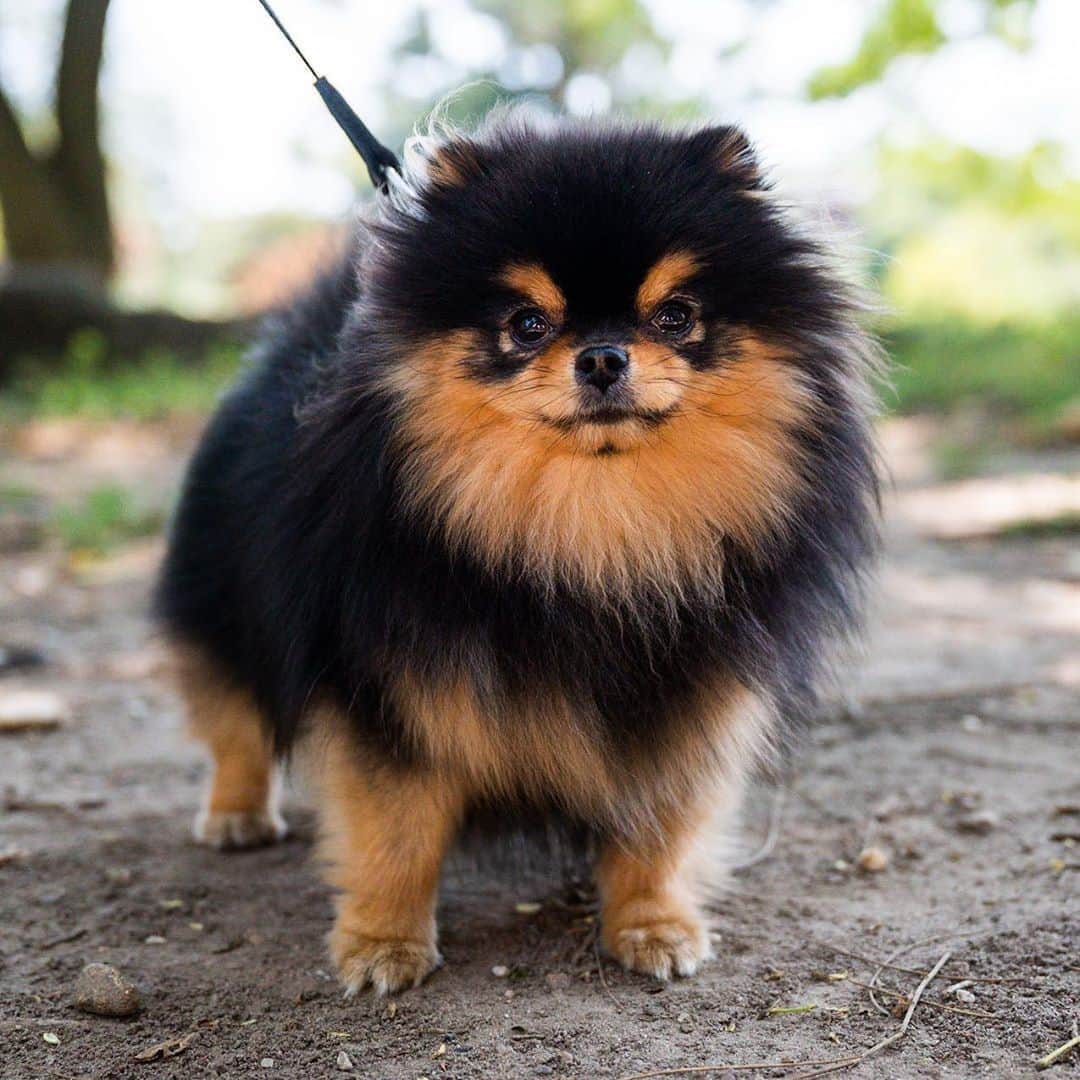 The Dogistさんのインスタグラム写真 - (The DogistInstagram)「Tosha, Pomeranian (16 m/o), Fort Greene Park, Brooklyn, NY • “She likes cheese. Any cheese is good.”」8月28日 6時31分 - thedogist