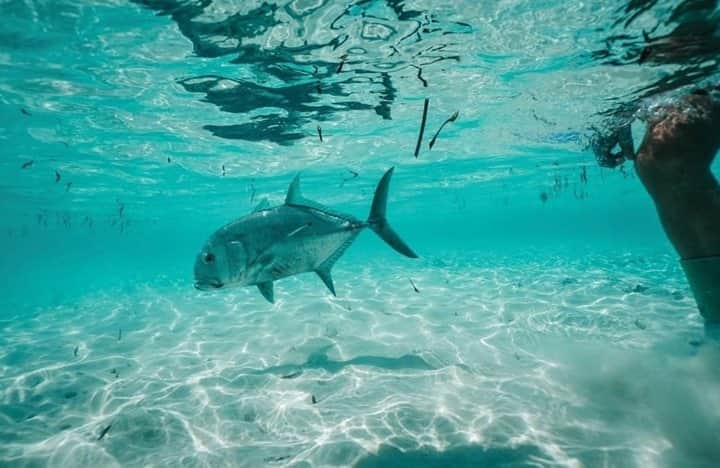 Costa Sunglassesのインスタグラム：「Outer Islands release. 📷: @alphonsefishingco #SeeWhatsOutThere #BornOnTheWater」