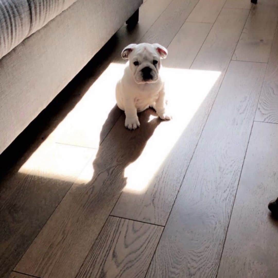 デヴィッド・スペードのインスタグラム：「Dog day」