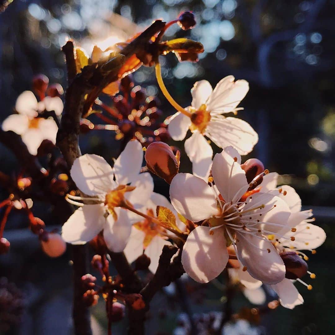 Meganさんのインスタグラム写真 - (MeganInstagram)「Afternoon sun lighting up the cherry blossom bonsai ☀️ . . . . #cherryblossom #bonsai #springtime #spring」8月28日 6時49分 - zanzan_domus