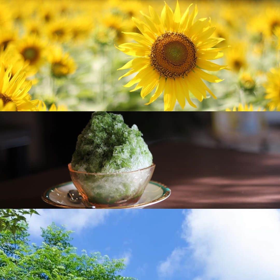 yukaのインスタグラム：「気づけば鈴虫の鳴き声が。 ・ ・ 2020年夏は、猛暑続きでしたね。 それでも確実に季節が変わり始めてる。 ・ 体調崩しやすくなりますね。 ご自愛下さい☺︎ ・ ・ #2020夏 #igersjp  #team_jp_  #instagramjapan #toyohashiphoto  #クラストコ #豊橋 #豊橋市 #ひまわり  #かき氷」