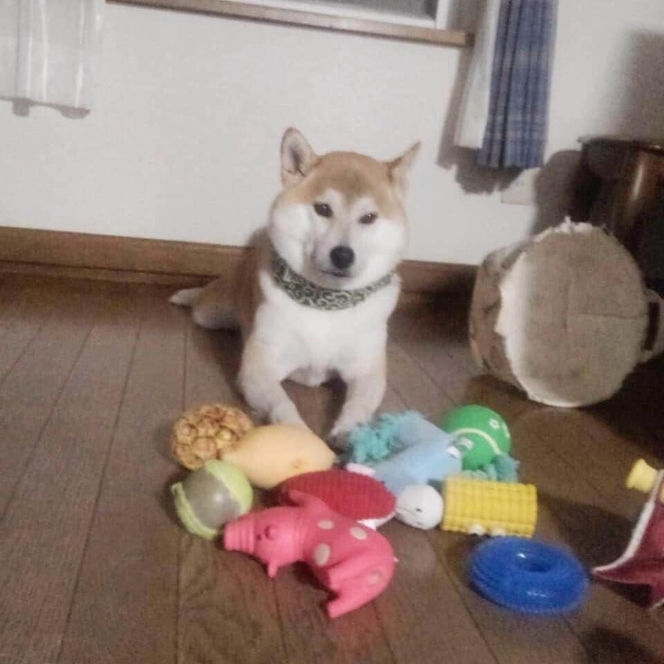 柴犬⭐️サスケのインスタグラム：「おはわん #柴犬#赤柴#犬ら部#わんだフォ#ふわもこ部#pecoいぬ部 #shibastagram #shibagram #🐶📷 #🐶」