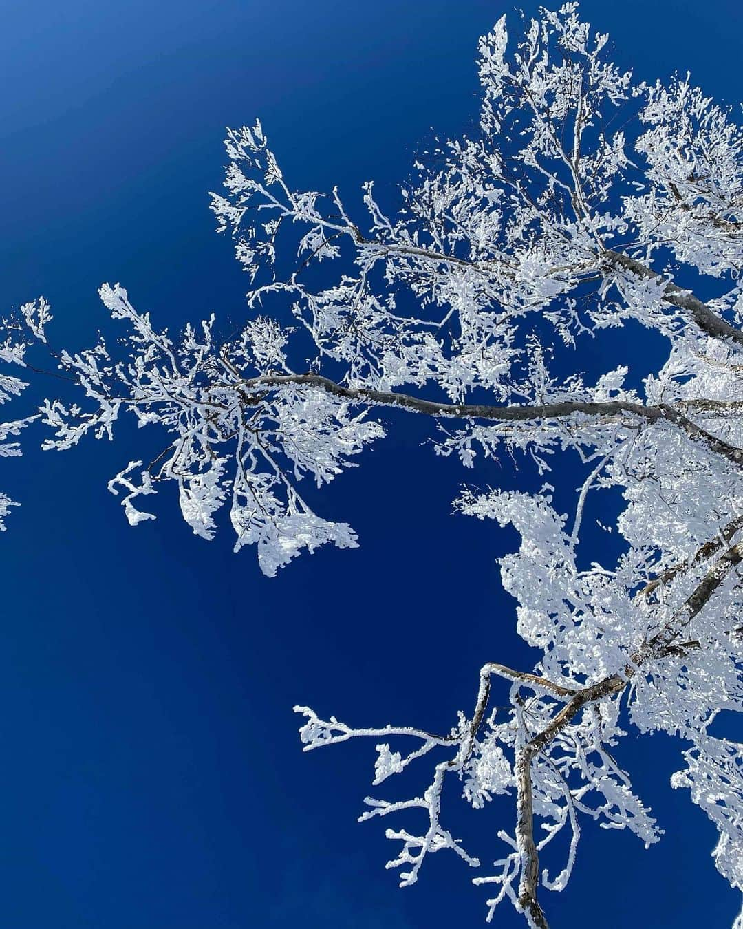 田中幸さんのインスタグラム写真 - (田中幸Instagram)「✴︎ 涼しい雪のある空気  早起きしたら 少しそんな空気を感じた💜  まだまだ 長野も残暑厳しいけど 涼しい記憶を 思い出しながら 冬を想う  ▷スノーボード @k2.snowboarding  #SidewaysThinking #K2Snow #k2snowboarding #k2spellcaster  #k2marauder  #k2snowboarding.jp ▷ウェア @marmot_japan  @marmot  ▷ヘルメット @sandboxjapan  @sandboxland  ▷バラクラバ @airholefacemasks  ▷ゴーグル @oakleysnowboarding  @oakleyjapan  @oakley  ▷グローブ @hestragloves   @murasakisports_official  @murasakibeachwomen  #ridelifesnow」8月28日 7時26分 - sachitanaka