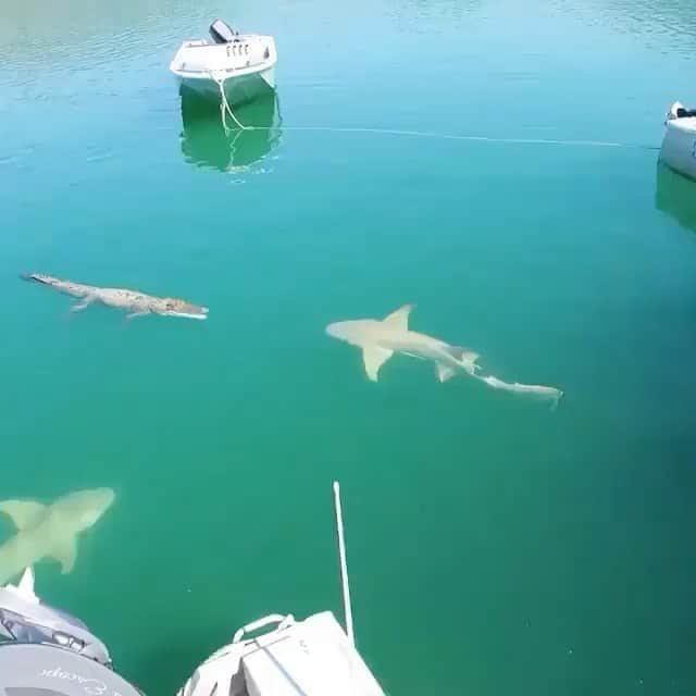WildLifeのインスタグラム：「@discovercrocodiles vs @discoversharks 🦈😍🐊 Video by @jtux  #sharks #shark #greatwhite #whiteshark #greatwhiteshark #sharkweek #sharkphoto #marinephotography #carcharadoncarcharias #conservation #gansbaai #southafrica #ocean #nature #marinelife #water #savesharks #thedailyjaws #saveoursharks #saveourseas #wildlife #gansbaai #sharkalley」