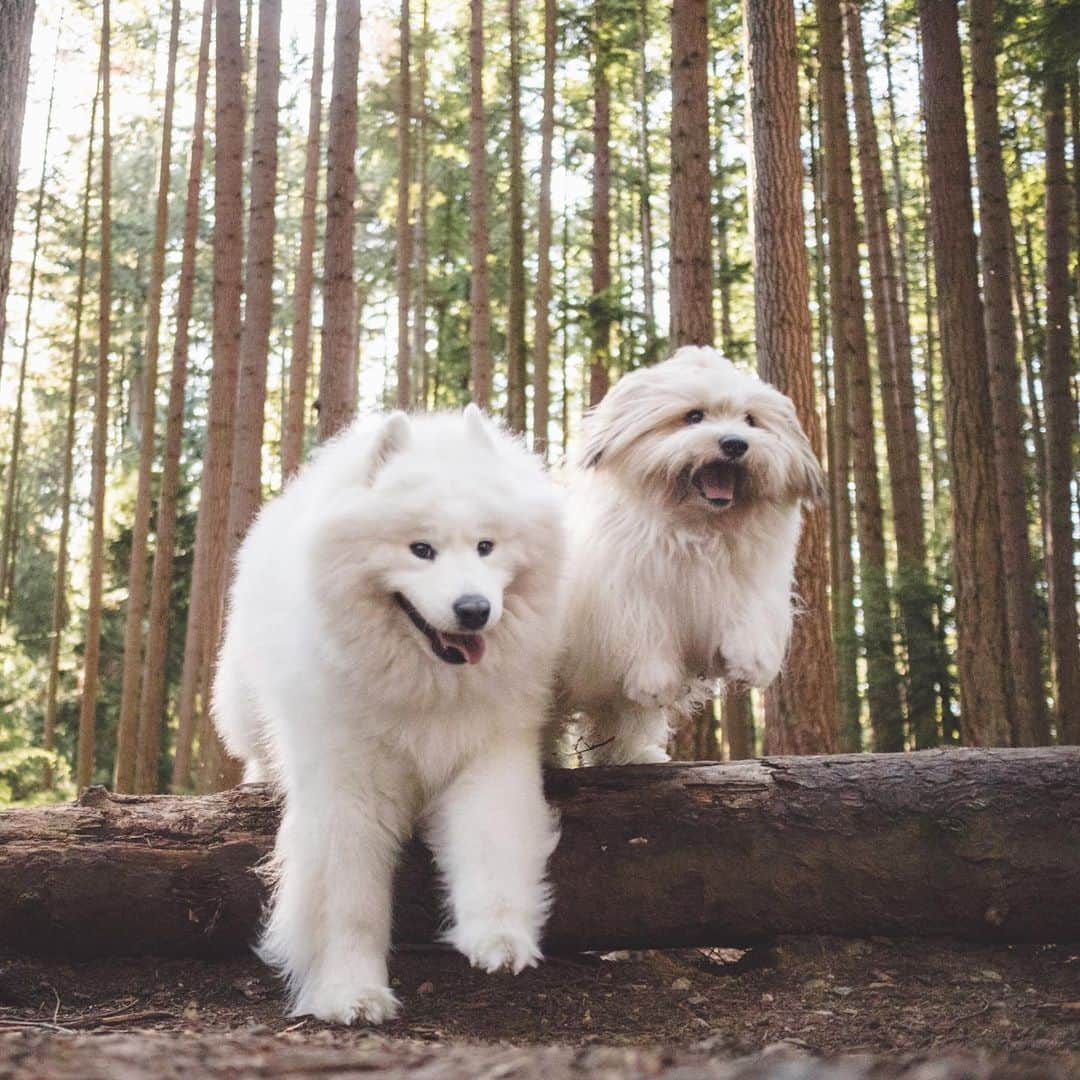 Loki the Corgiさんのインスタグラム写真 - (Loki the CorgiInstagram)「After all this exercise, all Bear and Momo wanna do is eat 🐻🐶 We’re taking Bear and Momo out on lots of hikes this summer, so it’s very important for them to get sufficient nutrition to support all the exercise they're getting (especially Momo, who’s usually super picky with kibble). Eukanuba dog food has been doing wonders in helping Bear and Momo feel good and look good. Not only do they both love eating the food, but the food keeps their skin and coat looking nice and healthy! ☺️ #Ad #Eukanuba #FueledByEukanuba」8月28日 7時40分 - lokistagram