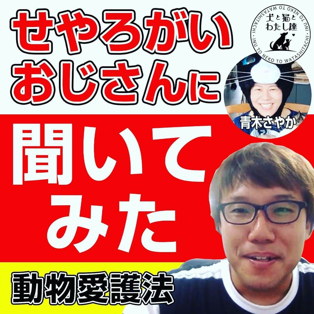 青木さやかさんのインスタグラム写真 - (青木さやかInstagram)「YouTube 犬と猫とわたし達 本日19時です！すごくいいはなし。 #せやろがいおじさん」8月28日 7時34分 - sayaka___aoki