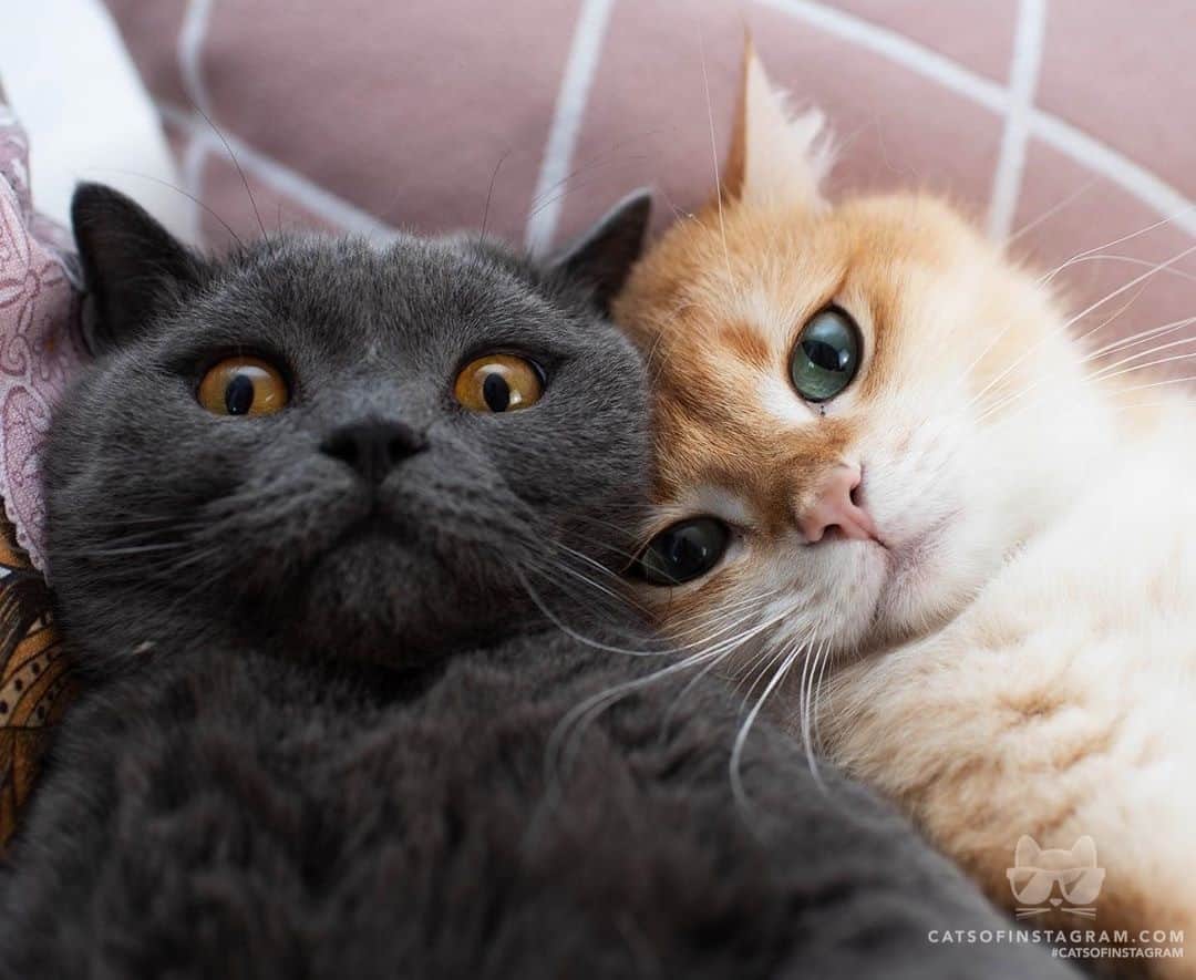 Cats of Instagramさんのインスタグラム写真 - (Cats of InstagramInstagram)「From @amy_simba: “Selfie-time 📸” #catsofinstagram」8月28日 8時10分 - cats_of_instagram