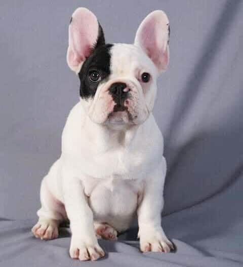 Manny The Frenchieのインスタグラム：「Throwback puppy pic 😍 #tbt」
