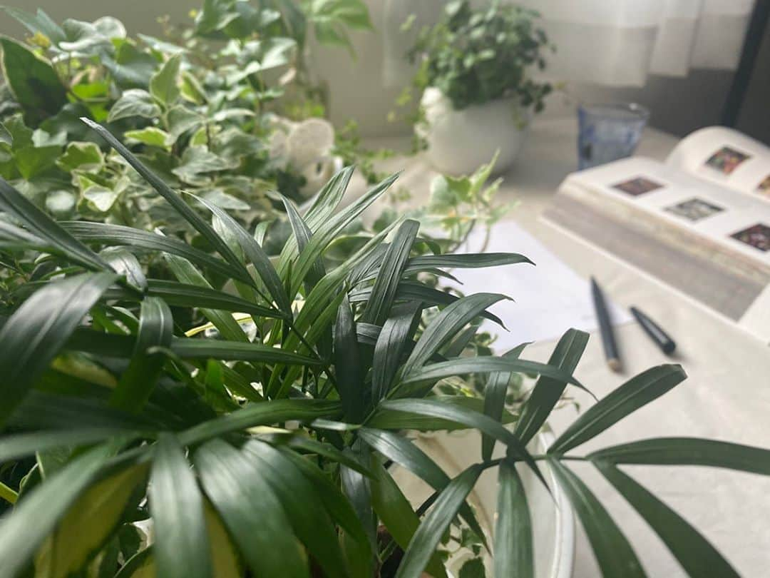 LOVEGREEN -植物と暮らしを豊かに。さんのインスタグラム写真 - (LOVEGREEN -植物と暮らしを豊かに。Instagram)「［撮影］ . 植物を探している方が、LOVEGREEN STOREで植物との暮らしが少しでもイメージできるように、、、🌿 普段、編集部スタッフが観葉植物を育てている空間などを作って撮影の様子📷 . 10種類以上の観葉植物が入荷しています☺️ . #ガジュマル#プミラ#パキラ#テーブルヤシ#観葉植物初心者#園芸初心者 #園芸用品 #園芸雑貨 #観葉植物 #観葉植物のある暮らし #グリーンのある暮らし #インドアグリーン #緑のある生活 #観葉植物初心者 #観葉植物が好き #シンプルな暮らし #シンプルライフ #暮らしを楽しむ #日々の暮らし #賃貸暮らし #マンション暮らし #植物 #植物のある暮らし #植物のある生活 #植物と暮らす #ベランダ #観葉植物インテリア #インテリア好き #インテリア植物 #インテリア #リビング」8月28日 9時01分 - lovegreen_official