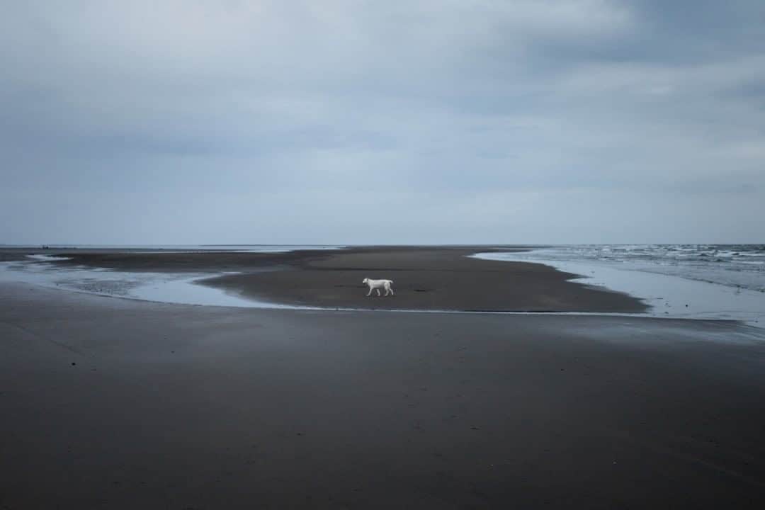 National Geographic Travelさんのインスタグラム写真 - (National Geographic TravelInstagram)「Photo by @juancristobalcobo  A lonely dog walks the beaches of Tumaco, Colombia. Located in the Nariño Department by the Pacific Ocean, Tumaco is an impoverished town that continues to battle many problems. But its population of brave and resilient people will always make you feel welcomed. #tumaco #colombia #pacificocean」8月28日 9時04分 - natgeotravel