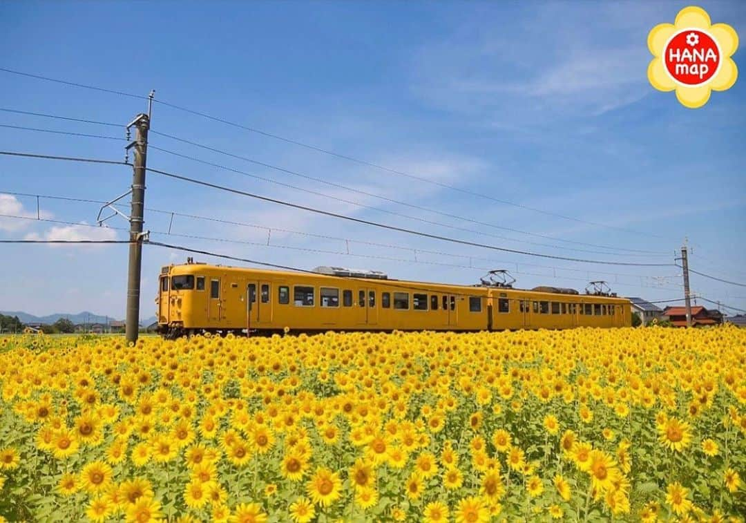 はなまっぷ❁日本の花風景のインスタグラム