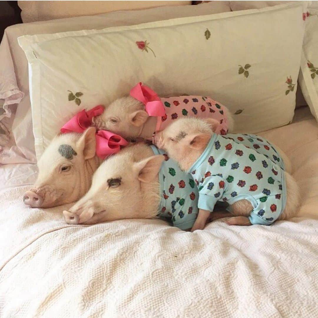 Priscilla and Poppletonさんのインスタグラム写真 - (Priscilla and PoppletonInstagram)「The sweetest piggy pile!💕The baby pigs always love me and Pop. Look how little Posey and Pink were. I just adore my niece and nephew!🐷💗🐷💙#tbt #nieceandnephew #PoseyandPink #PrissyandPop」8月28日 9時22分 - prissy_pig