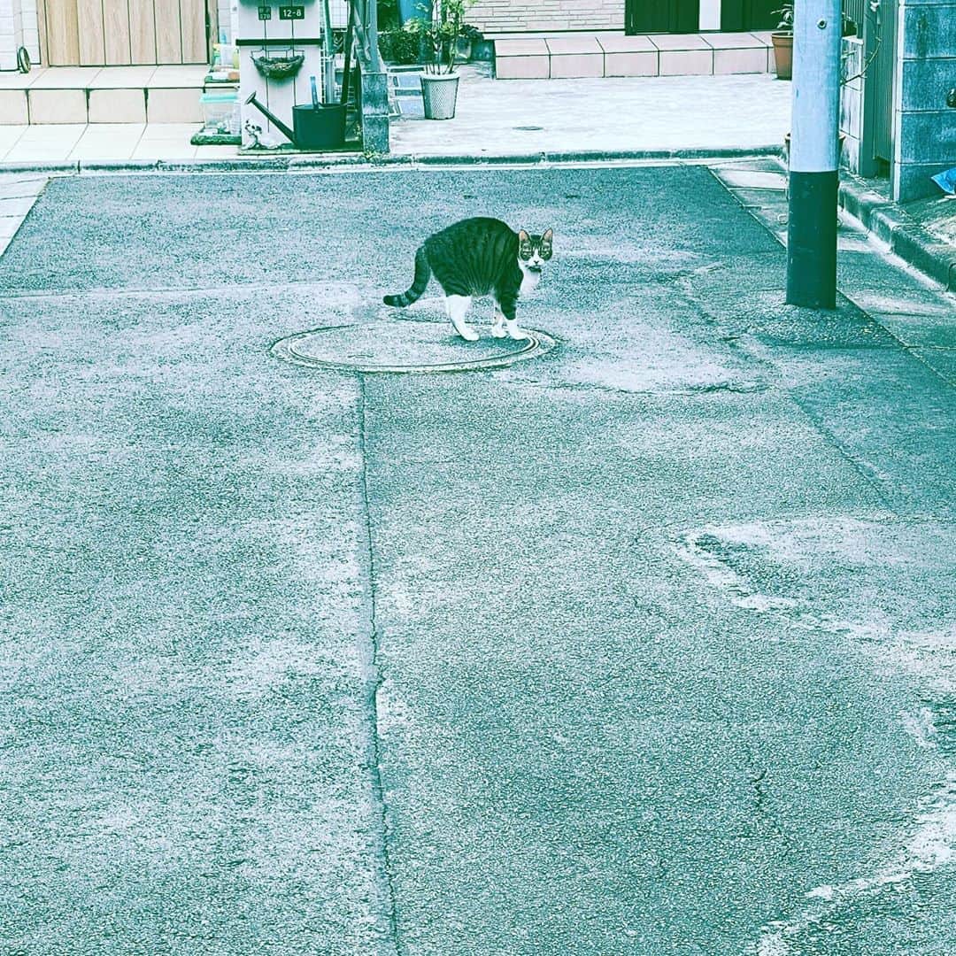中野敬久さんのインスタグラム写真 - (中野敬久Instagram)「#cat #seems #angry #neighborhood #hope」8月28日 9時29分 - hirohisanakano