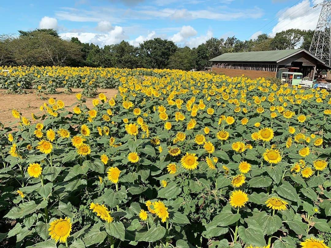 成田ゆめ牧場さんのインスタグラム写真 - (成田ゆめ牧場Instagram)「🌻ひまわり迷路🌻 本日のひまわり第6会場の様子です！ 1部先に咲いていたものが首を曲げていますが、全体的に満開となっています♪  #詳しい開花状況はHPまたはお電話でお問い合わせください #詳しくはhpで  #ひまわり迷路  #成田ゆめ牧場 #ゆめ牧場 #牧場 #千葉県 #成田 #おでかけ  #牛乳 #ヨーグルト #ソフトクリーム #花畑 #naritadreamfarm #farm #farmstagram #flower #sunflower」8月28日 9時42分 - yumebokujo