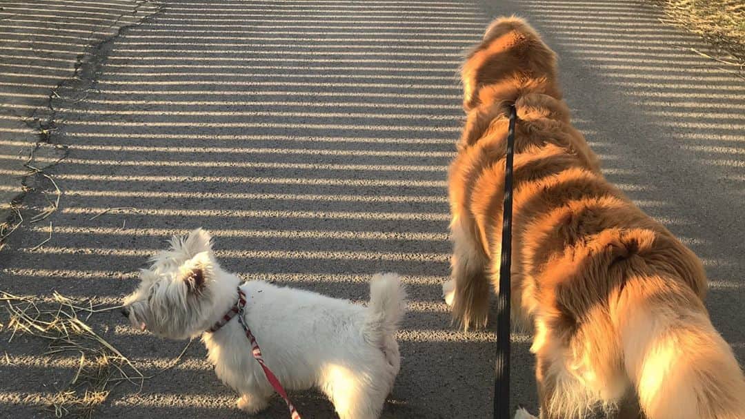 Hoykong&Plamuekのインスタグラム：「Nice light #hoykong เหมือนเสือลายเลย 🐅 🐯」