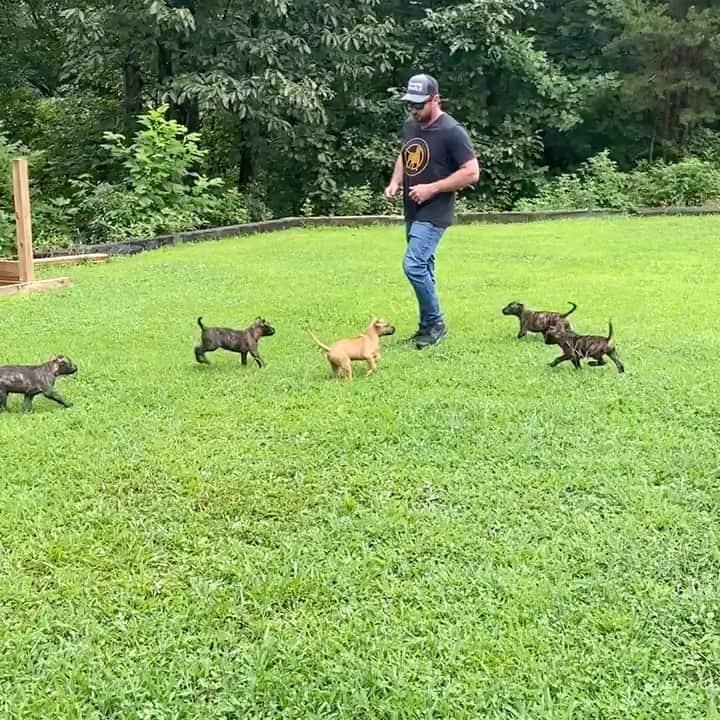のインスタグラム：「Chec my guy @sanderskennel out he has new puppies & great Traning !!」