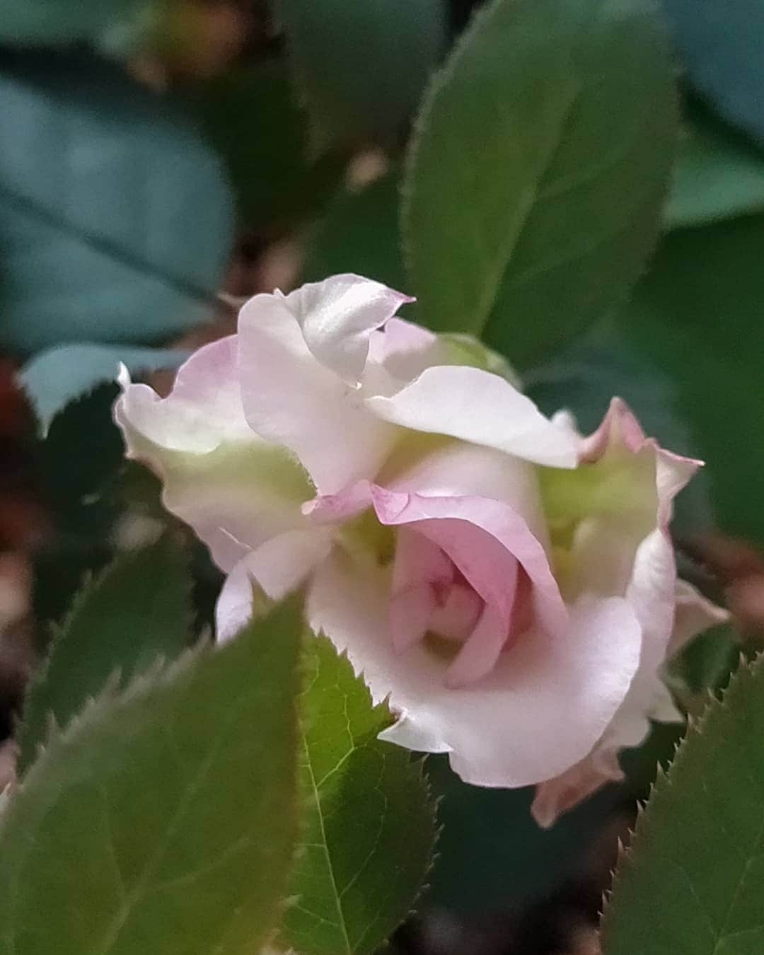 柴田淳さんのインスタグラム写真 - (柴田淳Instagram)「私の手作りの薔薇ちゃんが咲きました！ 本当は咲かせちゃダメだったんだけど😅 違う種類の薔薇を人工授粉させて、種を作り、５月末から６月頭に発芽し、スクスク育っています。 どんな色になるのか、とても楽しみでした！ ただご覧の通り、極小の花です。 本来の色も違うかもしれません。 これからが楽しみです！ ここまで来たら切っても咲くので、今から花を切り取ります。 相当な負担なので…。  そっかー。ピンクかぁ。真っ赤が良かったなぁ😁 ピンクの遺伝子、強かった😘 #薔薇 #品種改良 #種 #発芽 #開花 ただ香りが強烈❣️こんなちっちゃいのにめちゃくちゃ良い香り😍😍😍😍😍😍」8月28日 10時19分 - shibatajun_official