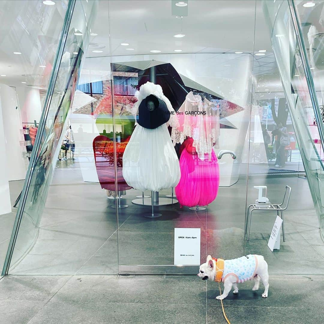 Ham-chanさんのインスタグラム写真 - (Ham-chanInstagram)「#frenchbulldog #frenchie #hamham #hamchan #フレブル #フレンチブルドッグ #はむちゃん #はむはむ  おはよう🐶✨」8月28日 10時37分 - hide_ham_tank