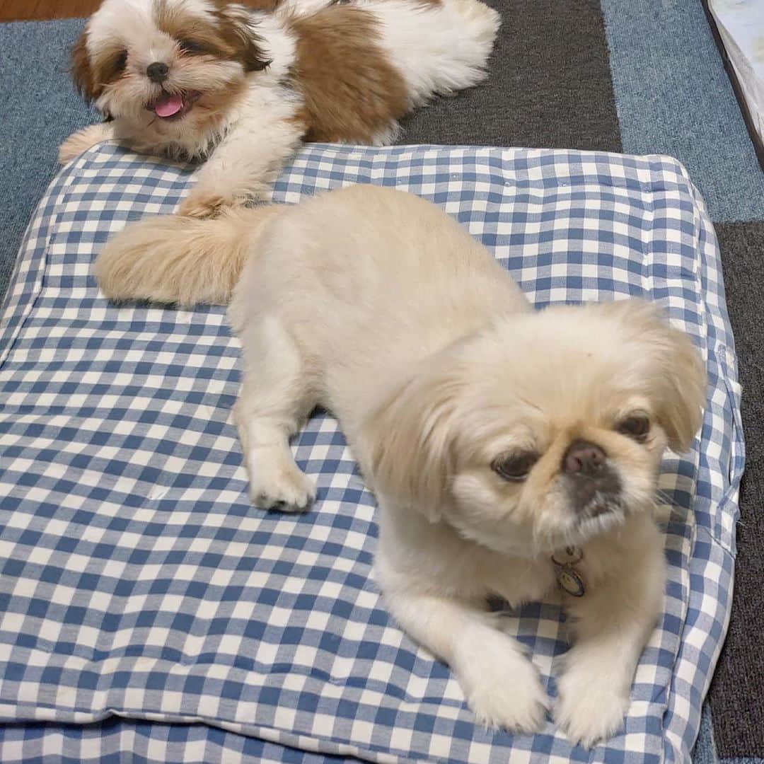 Kukkaのインスタグラム：「ホ:なんかしっぽがむずむずするわん シ:たーっち！」