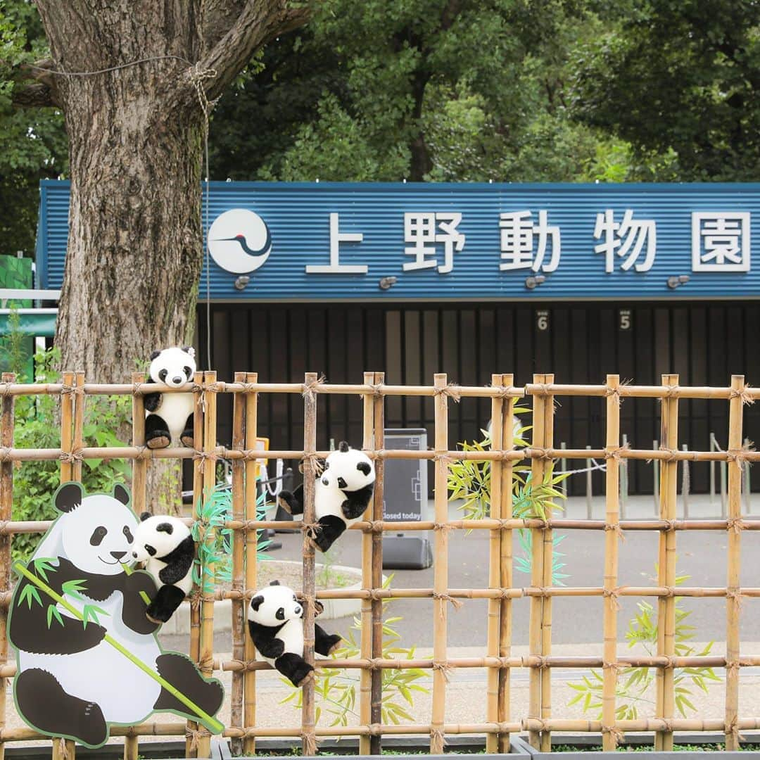 アトレ上野（atre ueno）さんのインスタグラム写真 - (アトレ上野（atre ueno）Instagram)「"今日は上野動物園に遊びにきたよ🐾 新型コロナウイルス感染症の拡大防止と、動物たちの安全確保のために、今は開園時間を短縮しているんだ🐼✨ 事前に整理券が予約できるから、HPをチェックしてみてね🎵 今はジャイアントパンダの写真や動画の撮影はできないけど、YouTubeでパンダムービーを公開しているから、ぜひ見てほしいな💕 早く終息するように、ぼくも願っているよ〜🥺✨✨✨"  "Came to Ueno zoo today🐾 Their opening time is shortened because of the corona virus and to keep animals safe🐼✨ You can book a ticket on the website beforehand so please go and check it♬ You are not allowed to take pictures and videos of giant pandas now but they have panda videos on YouTube so watch the videos 💕 Hope the situation will be better soon🥺✨✨✨"  "今天去上野動物園了🐾 為了防止擴散新冠疫情和確保動物的安全，現在的開園時間縮短了🐼✨ 提前可以從官網預約整理券哦🎵 雖然現在不能給大熊貓拍照片和視頻，但是在YouTube上公開了熊貓電影，一定要看看哦💕 我也希望疫情儘快的結束～🥺✨✨✨"  #上野 #アトレ上野 #アトレ #atre #atreueno #パンダ #上野パンダ #上野散策 #熊猫 #東京観光 #PANDA #🐼 #ueno #tokyotour #ぬい撮り #上野動物園 #上野公園 #uenozoo #uenopark #上野デート #ぬい撮り写真部 #ぬい旅 #パンダ好き #uenostation #パンダマニア #tokyotrip #tokyolife #pandamania #pandalovers #tokyodate」8月28日 11時46分 - atre.ueno