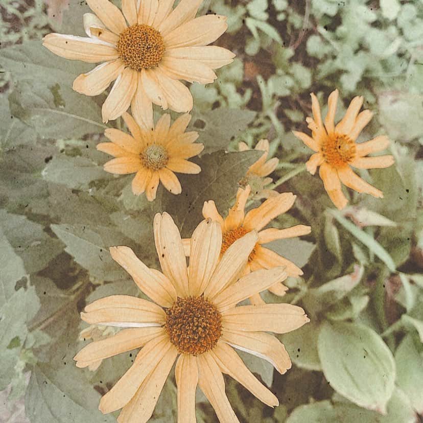 西本ヒカルのインスタグラム：「・ 可能性はきっと自分で作れる🌻♡」