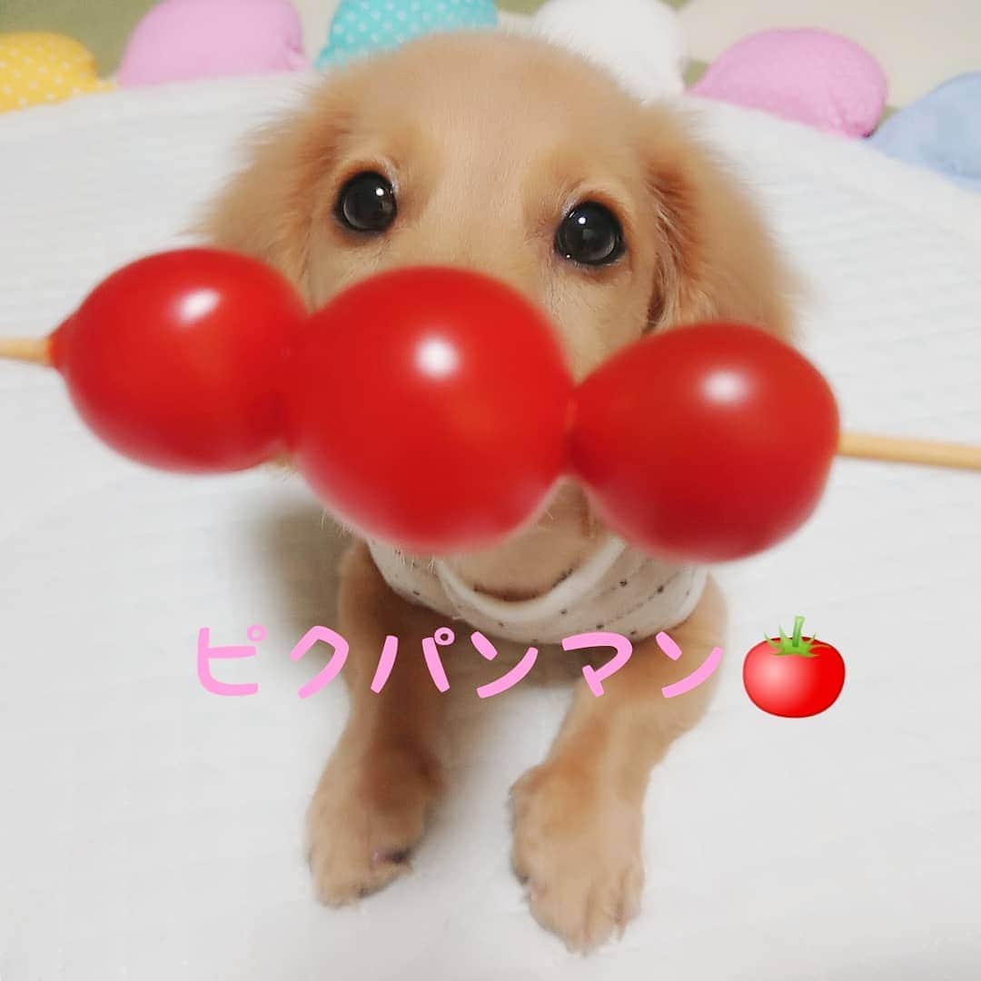 ピックさんのインスタグラム写真 - (ピックInstagram)「前に、@momo.621 えみちゃんやってたから、真似てみた❗ 、 ピクパンマン🍅 、 なんか、可愛い❗ ピクパンマン❤️ 、 そんだけ(笑) , ピクパンマン🍅 食べちゃってー 、 #トマト #トマトパンマン  #ピクパンマン #かわいい  #癒しわんこ #パピー #パピー犬 #犬の動画 #犬のいる生活 #ミニチュアダックス #ミニチュアダックスゴールド #いぬすたぐらむ #犬 #いぬ #子犬 #dog #dogstagram #インスタグラム #Instagram #ピック #15歳9ヶ月🌈 #わんわん小学校」8月28日 11時54分 - pick09040904