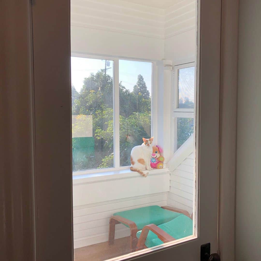 のインスタグラム：「Sun room Richard 😻」