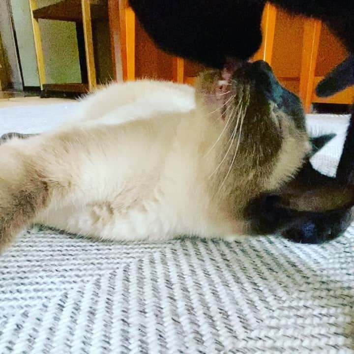 のインスタグラム：「Warabi and Kuromitu #cat #catlife #warabi #kuromitu #catforgot #tongueout #cats_of_day #mako0mako0 #ねこ　#わらびちゃん　#くろみつくん　#かわいい猫　#忘れた #まこまこ #猫のいる暮らし #猫の動画」