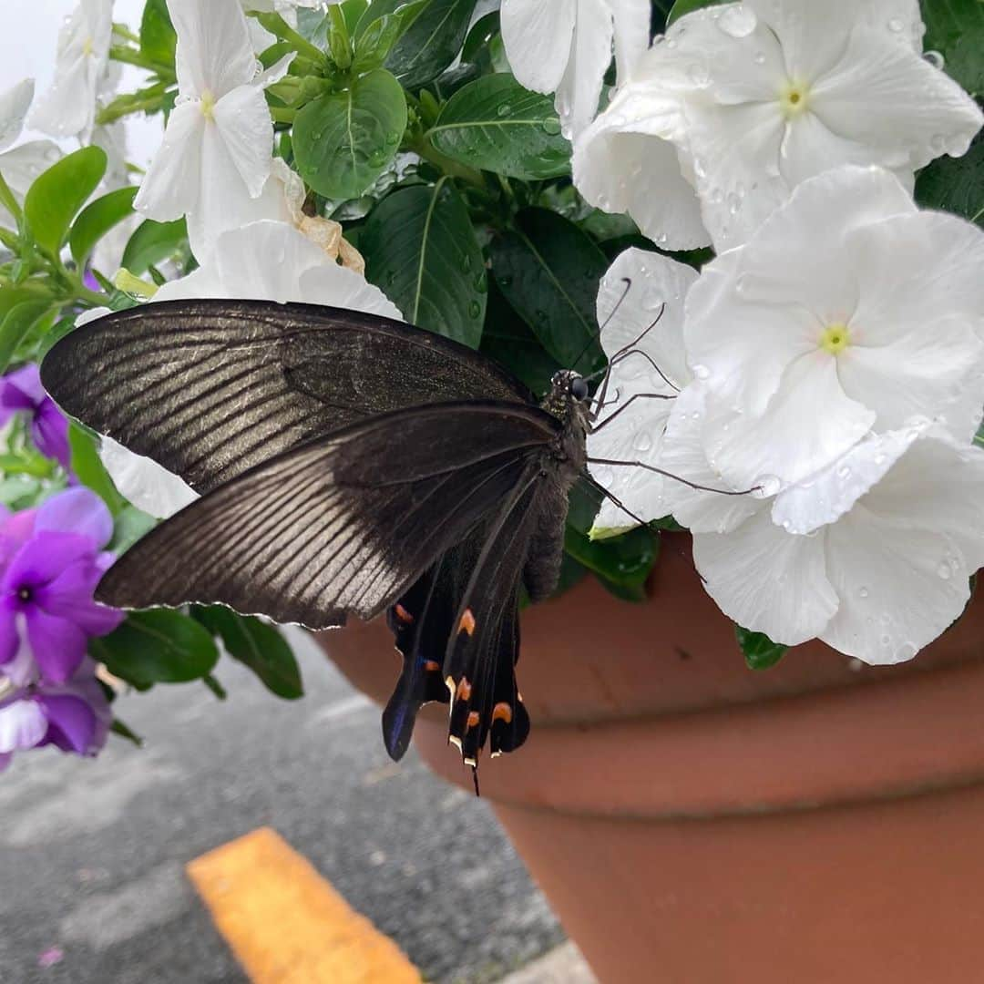 伊藤えみさんのインスタグラム写真 - (伊藤えみInstagram)「カラスアゲハ🦋  #アゲハチョウ #自然が好き #自然好きな人と繋がりたい  #蝶々 #butterfly #虫好き  #昆虫  #昆虫好き」8月28日 13時00分 - itoemi1019