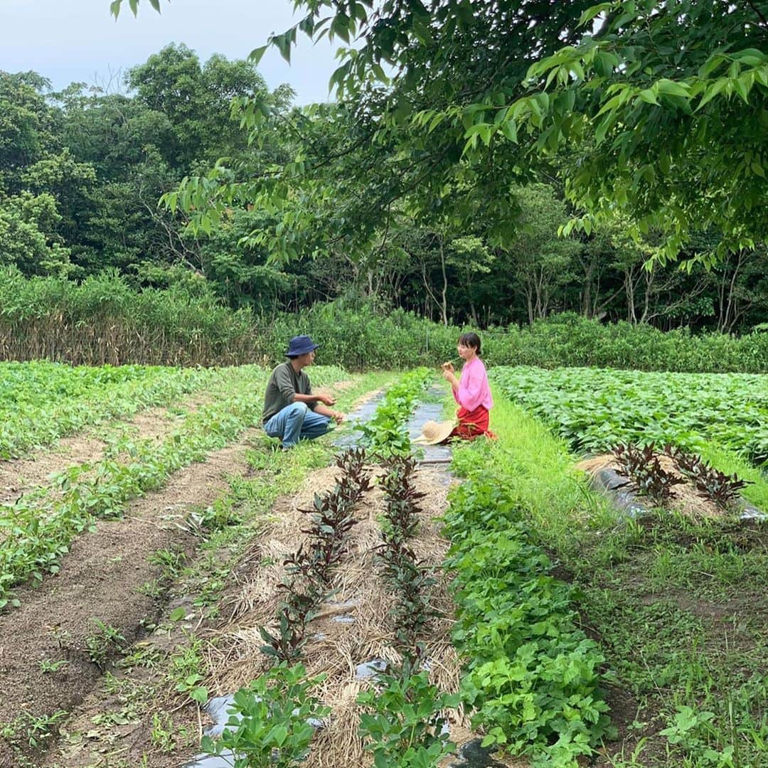青山有紀さんのインスタグラム写真 - (青山有紀Instagram)「そして！！ 新しい酵素シロップには、神聖な薬草、ホーリーバジルを入れています💚🕊🕊 インドの伝統医学アーユルヴェーダでも優れた薬効が認められているホーリーバジルは万能薬のハーブとも言われ、特に抗菌作用と免疫力向上、デトックス効果が素晴らしいのです💚✨ 育ててくださったのは淡路島のビオアグリさん　@bioagri_awajishima @bioagri_kashiwagi 。 今年の6月に自然栽培の畑にお邪魔したとき、ホーリーバジルを食べてひっくり返るほど感動しました😭🕊✨ 奥深く芳醇な香りはもちろん、溢れるパワーが今まで知ってたホーリーバジルと別物くらい凄かったからです！お話を伺うと、5年前からインド原種のホーリーバジルを育ててるそう。また、ビオアグリさんの畑は微生物のパワーが半端なくて😆🕊🕊🕊 この素晴らしいホーリーバジルで絶対酵素シロップを作りたくてビオアグリさんにお願いしていたので、今回みなさんにお届けできるのが本当に嬉しいです💚💚💚 新しい#青家の酵素シロップ は8月30日（日）AM10:00〜発売です✨ #ビオアグリ @aoyakyoto  #ミチコ写 #青山有紀」8月28日 13時01分 - yukiaoya