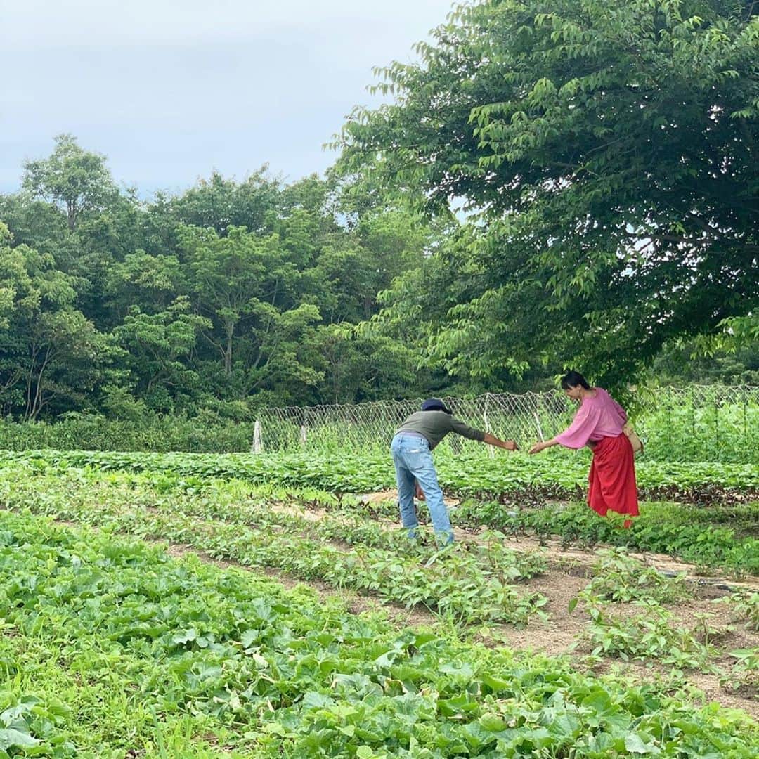青山有紀さんのインスタグラム写真 - (青山有紀Instagram)「そして！！ 新しい酵素シロップには、神聖な薬草、ホーリーバジルを入れています💚🕊🕊 インドの伝統医学アーユルヴェーダでも優れた薬効が認められているホーリーバジルは万能薬のハーブとも言われ、特に抗菌作用と免疫力向上、デトックス効果が素晴らしいのです💚✨ 育ててくださったのは淡路島のビオアグリさん　@bioagri_awajishima @bioagri_kashiwagi 。 今年の6月に自然栽培の畑にお邪魔したとき、ホーリーバジルを食べてひっくり返るほど感動しました😭🕊✨ 奥深く芳醇な香りはもちろん、溢れるパワーが今まで知ってたホーリーバジルと別物くらい凄かったからです！お話を伺うと、5年前からインド原種のホーリーバジルを育ててるそう。また、ビオアグリさんの畑は微生物のパワーが半端なくて😆🕊🕊🕊 この素晴らしいホーリーバジルで絶対酵素シロップを作りたくてビオアグリさんにお願いしていたので、今回みなさんにお届けできるのが本当に嬉しいです💚💚💚 新しい#青家の酵素シロップ は8月30日（日）AM10:00〜発売です✨ #ビオアグリ @aoyakyoto  #ミチコ写 #青山有紀」8月28日 13時01分 - yukiaoya