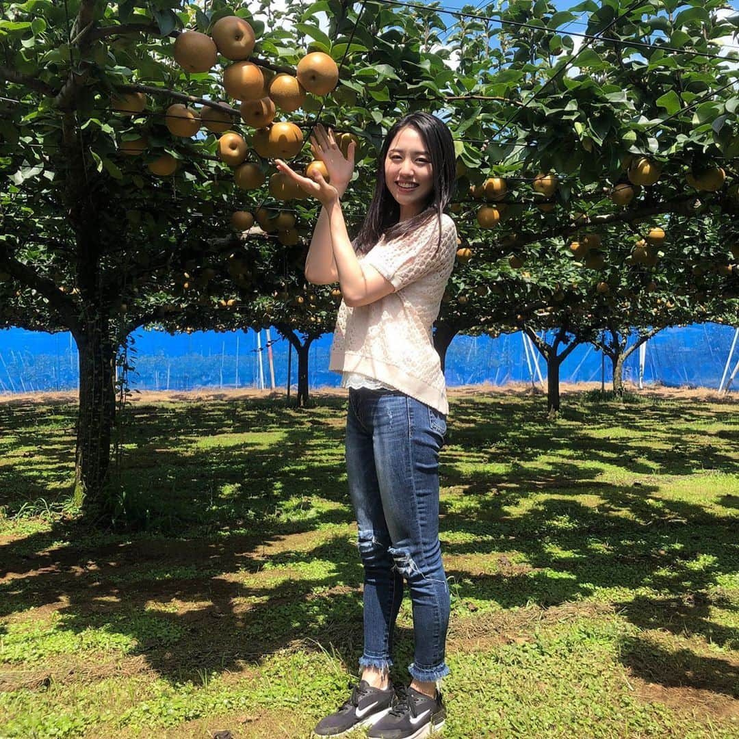 加藤梨里香さんのインスタグラム写真 - (加藤梨里香Instagram)「先日、千葉の畑に行ってきました🍐 千葉の方の畑は広〜くて、とてもとても癒されます😌 あきづきがゴロゴロッと実ってました✌︎ . #梨 #梨農家 #梨農家の孫」8月28日 22時26分 - ririka_kato_