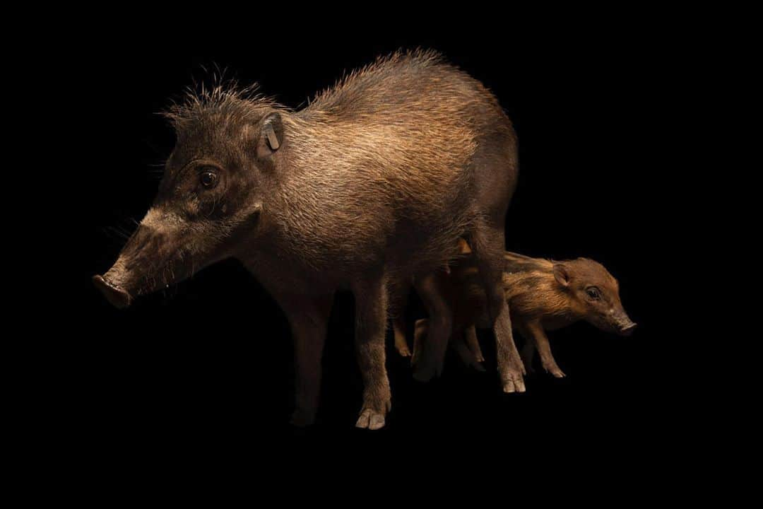 Joel Sartoreさんのインスタグラム写真 - (Joel SartoreInstagram)「Warty pigs, like these two from Negros Island in the Philippines, recieved their name from the three pairs of fleshy “warts” on the pig’s face. Researchers believe that these growths act as a form of natural defense against the tusks of rival pigs during a fight. However, little is known about the behaviors and characteristics of this species outside of captivity due to their small population size and elusive nature in the wild. Photo taken at Negros Forest Park. #wartypig #pig #warts #warty #negros #pigs #piglet #mom #baby #PhotoArk #savetogether」8月28日 22時42分 - joelsartore