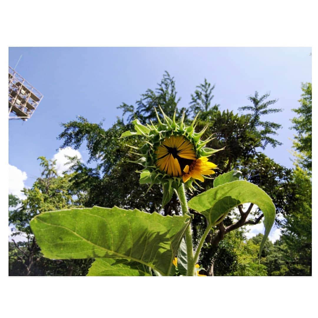 梅津春香さんのインスタグラム写真 - (梅津春香Instagram)「「この向日葵、良い表情してるな〜」と思い、何気なく写真を撮りました。  他にもその向日葵に立ち止まった人を発見！！  2枚目の向日葵には、なぜかエールを送りたくなります。  #夏 #向日葵 #ひまわり #sunflower #夏の花 #写真 #fhotography #残暑 #まだまだ暑さ厳しき折柄 #何卒ご自愛のほどお祈り申し上げます」8月28日 23時00分 - haruka_umetsu