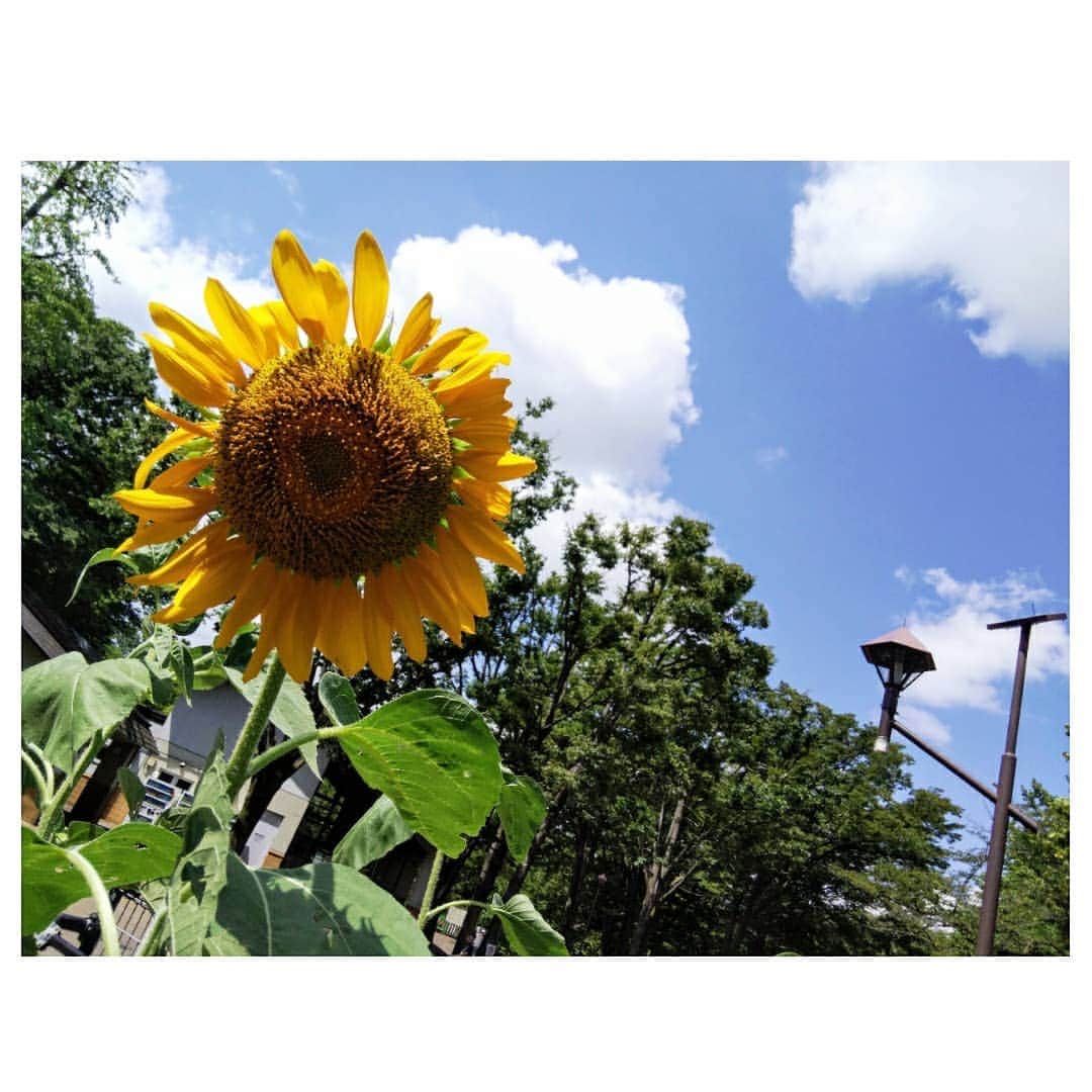 梅津春香のインスタグラム：「「この向日葵、良い表情してるな〜」と思い、何気なく写真を撮りました。  他にもその向日葵に立ち止まった人を発見！！  2枚目の向日葵には、なぜかエールを送りたくなります。  #夏 #向日葵 #ひまわり #sunflower #夏の花 #写真 #fhotography #残暑 #まだまだ暑さ厳しき折柄 #何卒ご自愛のほどお祈り申し上げます」