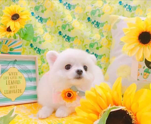 仙石みなみのインスタグラム：「.🌻 向日葵となぎ。笑 . #summer #cut #trimming #向日葵 #flower #ポメラニアン」