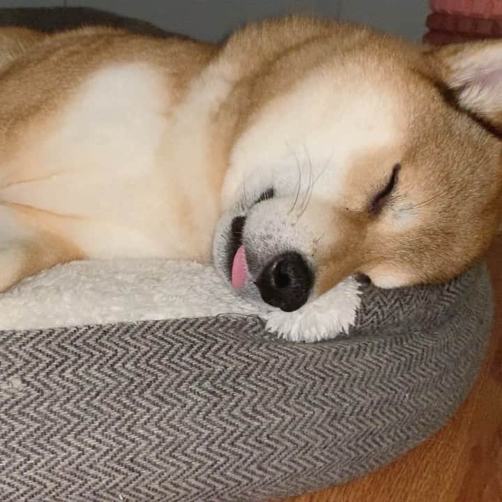 ?Fricko the Shiba Inu?のインスタグラム：「Dream about something tasty?😋🤪 🐾 🐾 🐾 #Fricko #🐶 #☀️ #shiba #shibainu #dog #柴犬 #赤柴  #adorable #shibaholics  #dogoftheday  #weeklyfluff #aww #dogstagram  #puppiesofinstagram #shibalove #shibastagram #shibadog #shibasofinstagram #doglovers」