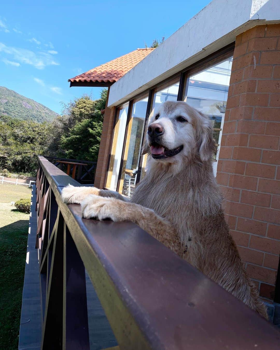 Bobさんのインスタグラム写真 - (BobInstagram)「Ebaaaa ... “ Sorteio “ (Foto oficial )   A @olapet.friendly preparou mais um sorteio especial do projeto: “Expedições Olá Pet” - Monte Verde - MG. Diversão, hospedagem, gastronomia e um friozinho pra lá de gostoso para você curtir junto com um acompanhante.  Basta seguir as regrinhas do sorteio:   Os premios :  📍Pousada Rohsler 02 diárias : ganhador + acompanhante + pet (exceto feriados) 📍Restaurante Café Pinhão  01 jantar para 2 pessoas (não incluso bebidas) 📍Restaurante Boteco do Lago 01 jantar para 2 pessoas (não incluso bebidas) 📍Icebar 02 entradas gratuitas  As regrinhas são simples:  1️⃣ Seguir os seguintes perfis: @pousadarohsler  @botecodolago  @cafepinhaomv  @icebarmv  @olapet.friendly  E o nosso, claro! @bob_marley_goldenretriever   2️⃣ Curtir a FOTO OFICIAL (essa aqui)  3️⃣ Marcar 02 amigos nos comentários. O sorteio será realizado dia 09/09/2020 às 20h (horário de Brasília)  ➡️ O ganhador poderá usar os  prêmios de 01/10/2020 a 31/12/2020 (EXCETO FERIADOS)📍  ℹ️ Quanto mais comentar, mais chances você tem de ganhar! ℹ️ Não é válido marcar perfil fake, comercial ou de famosos. ℹ️ Participação de IGs somente de sorteios serão desclassificados. ℹ️ O perfil participante deve ser ativo no Instagram, sem publicações também será desclassificado. ℹ️ O perfil deverá estar desbloqueado no momento do sorteio. ℹ️ O ganhador deverá entrar em contato até 72hs após o sorteio, caso contrário realizaremos um novo sorteio. ℹ️  o ganhador tem a opção de levar ou não seu pet .  ℹ️ Promoção válida somente para o Brasil.」8月28日 23時51分 - bob_marley_goldenretriever