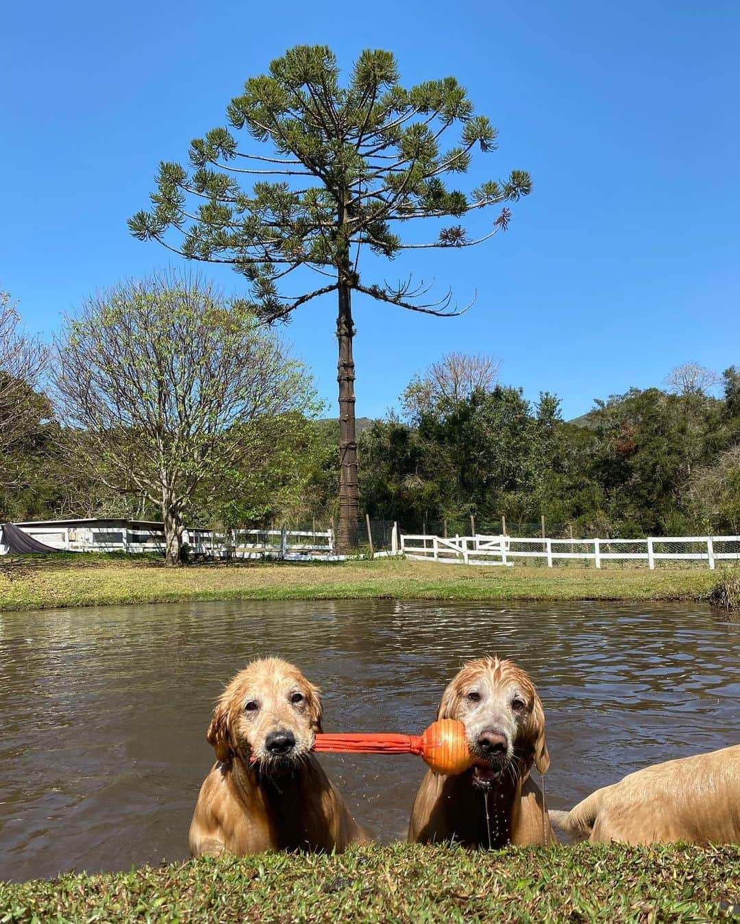 Bobさんのインスタグラム写真 - (BobInstagram)「Ebaaaa ... “ Sorteio “ (Foto oficial )   A @olapet.friendly preparou mais um sorteio especial do projeto: “Expedições Olá Pet” - Monte Verde - MG. Diversão, hospedagem, gastronomia e um friozinho pra lá de gostoso para você curtir junto com um acompanhante.  Basta seguir as regrinhas do sorteio:   Os premios :  📍Pousada Rohsler 02 diárias : ganhador + acompanhante + pet (exceto feriados) 📍Restaurante Café Pinhão  01 jantar para 2 pessoas (não incluso bebidas) 📍Restaurante Boteco do Lago 01 jantar para 2 pessoas (não incluso bebidas) 📍Icebar 02 entradas gratuitas  As regrinhas são simples:  1️⃣ Seguir os seguintes perfis: @pousadarohsler  @botecodolago  @cafepinhaomv  @icebarmv  @olapet.friendly  E o nosso, claro! @bob_marley_goldenretriever   2️⃣ Curtir a FOTO OFICIAL (essa aqui)  3️⃣ Marcar 02 amigos nos comentários. O sorteio será realizado dia 09/09/2020 às 20h (horário de Brasília)  ➡️ O ganhador poderá usar os  prêmios de 01/10/2020 a 31/12/2020 (EXCETO FERIADOS)📍  ℹ️ Quanto mais comentar, mais chances você tem de ganhar! ℹ️ Não é válido marcar perfil fake, comercial ou de famosos. ℹ️ Participação de IGs somente de sorteios serão desclassificados. ℹ️ O perfil participante deve ser ativo no Instagram, sem publicações também será desclassificado. ℹ️ O perfil deverá estar desbloqueado no momento do sorteio. ℹ️ O ganhador deverá entrar em contato até 72hs após o sorteio, caso contrário realizaremos um novo sorteio. ℹ️  o ganhador tem a opção de levar ou não seu pet .  ℹ️ Promoção válida somente para o Brasil.」8月28日 23時51分 - bob_marley_goldenretriever